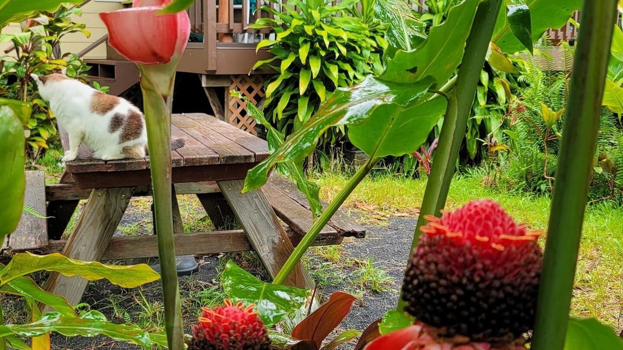 Photo of Outdoor in Leilani Estates