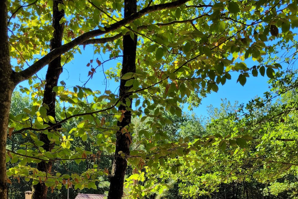 Photo of Outdoor in Castelnau-de-Montmiral