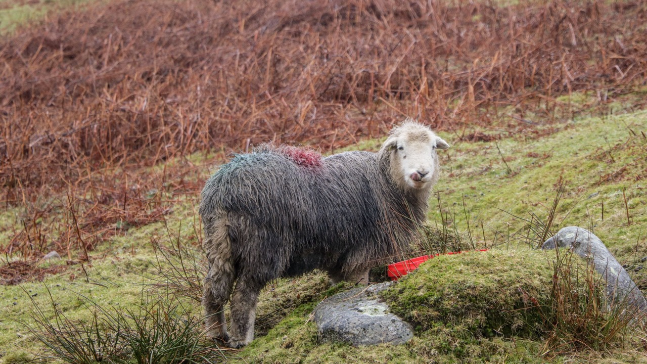 Photo of Others in Broughton in Furness