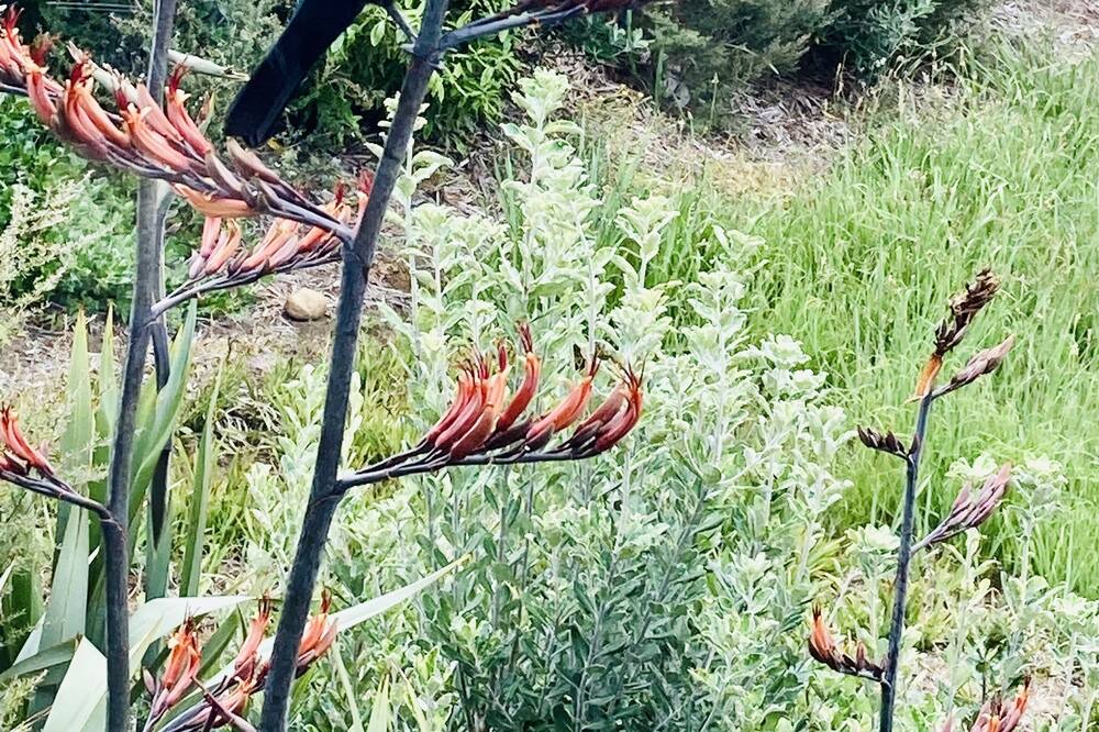 Photo of Outdoor in Kaeo