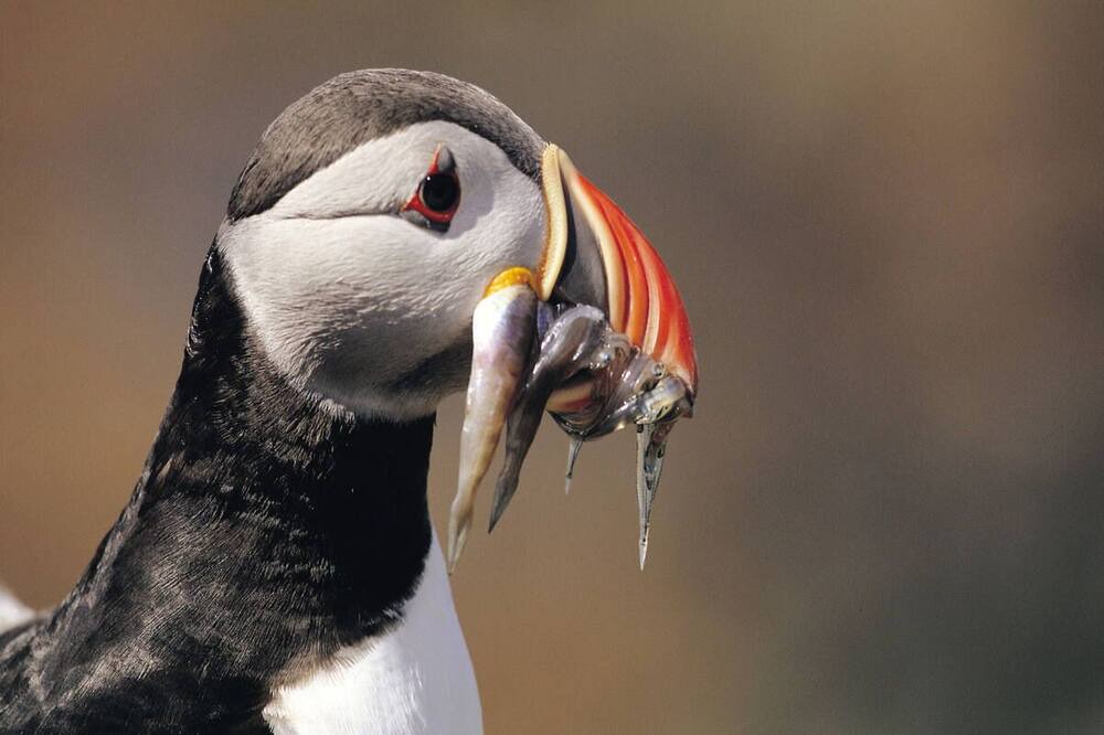 Photo of Others in Llanarth