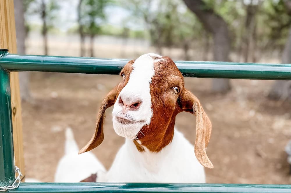 Photo of Others in Marble Falls