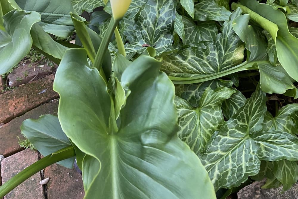 Photo of Outdoor in Santa Rosa