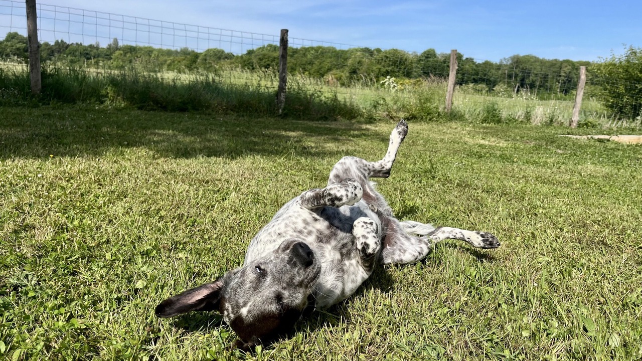 Photo of Others in Chitenay