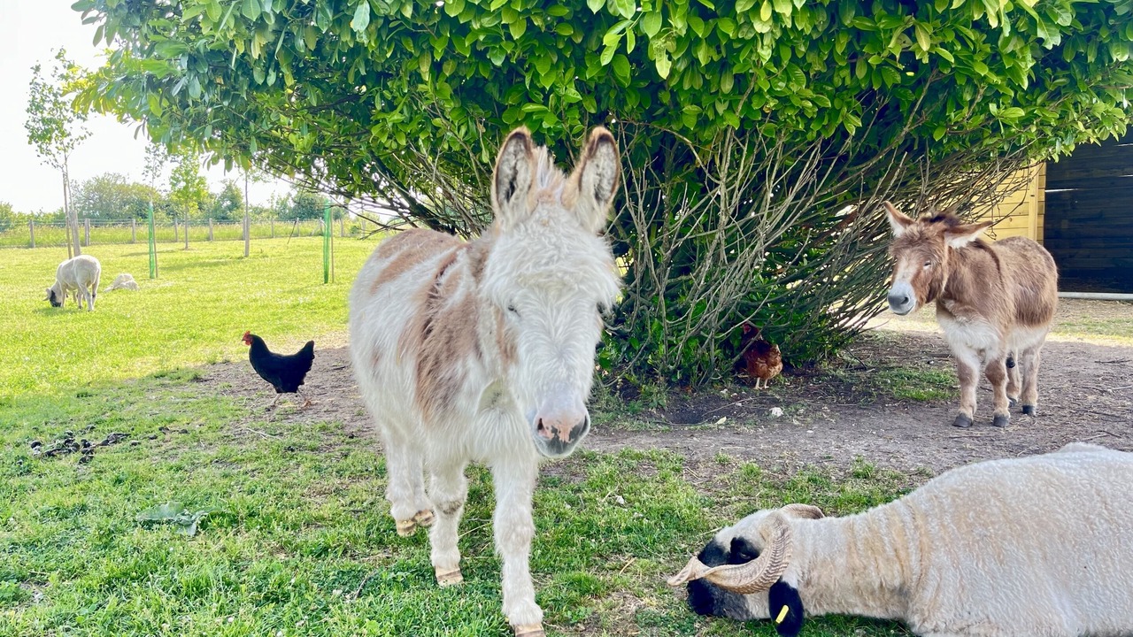 Photo of Outdoor in Chitenay