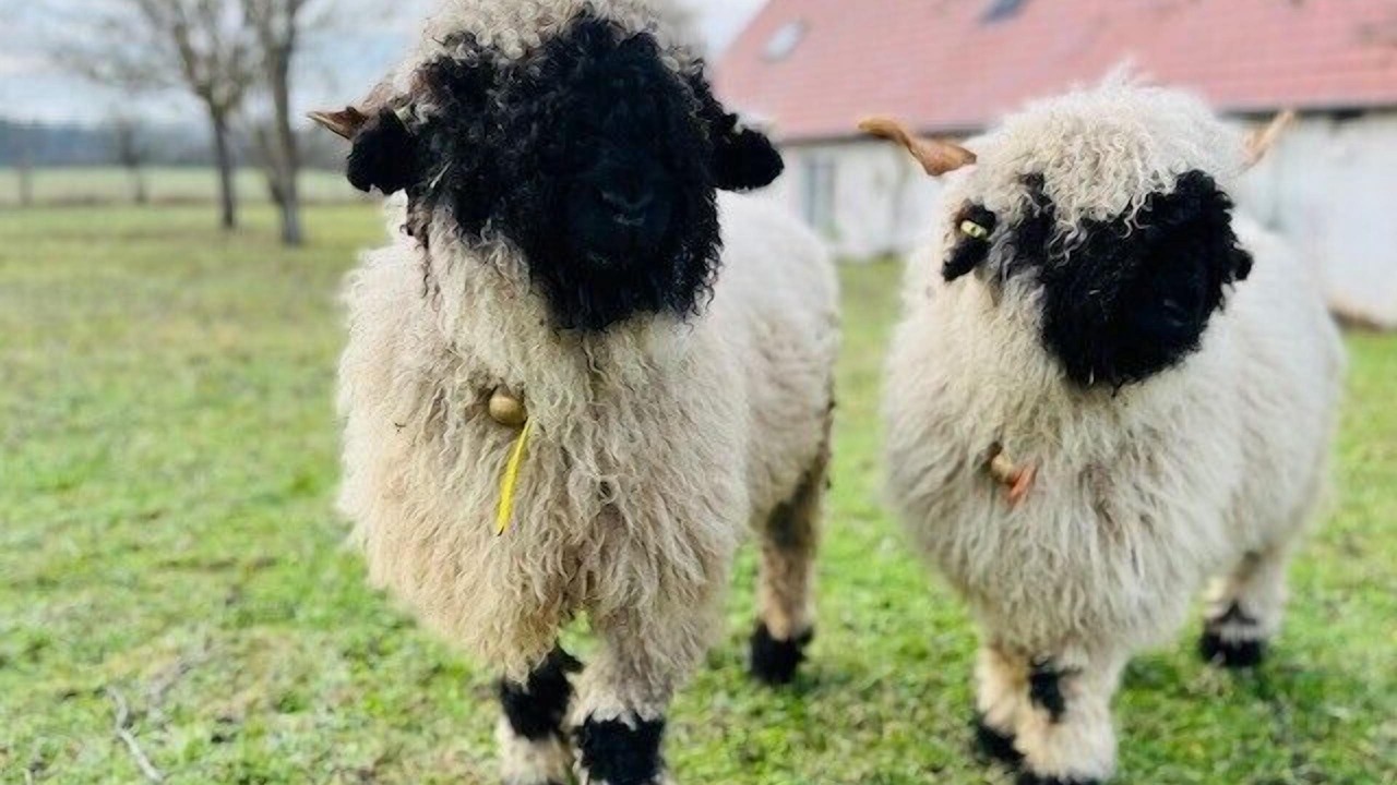 Photo of Outdoor in Chitenay