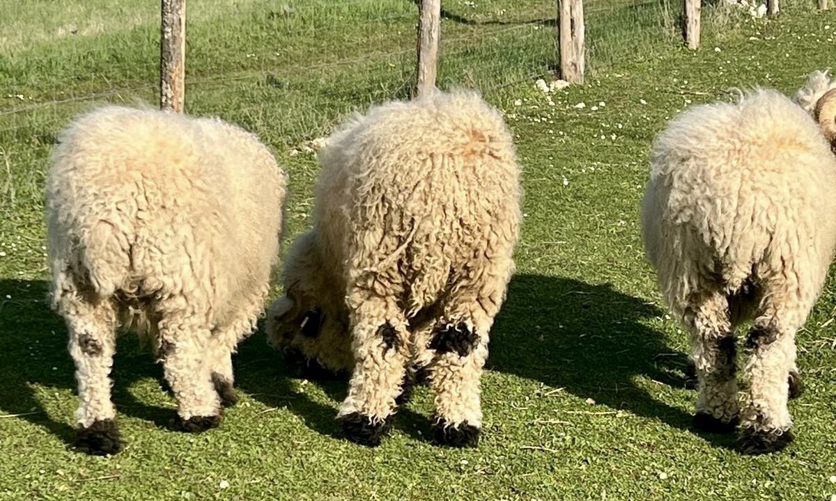 Photo of Others in Chitenay