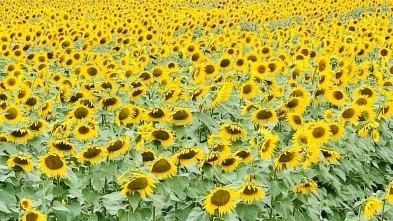 Photo of Outdoor in Astarac Arros en Gascogne