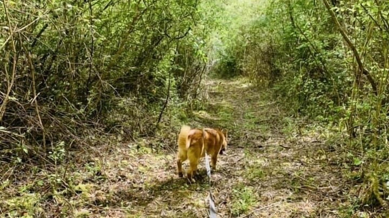 Photo of Others in Astarac Arros en Gascogne