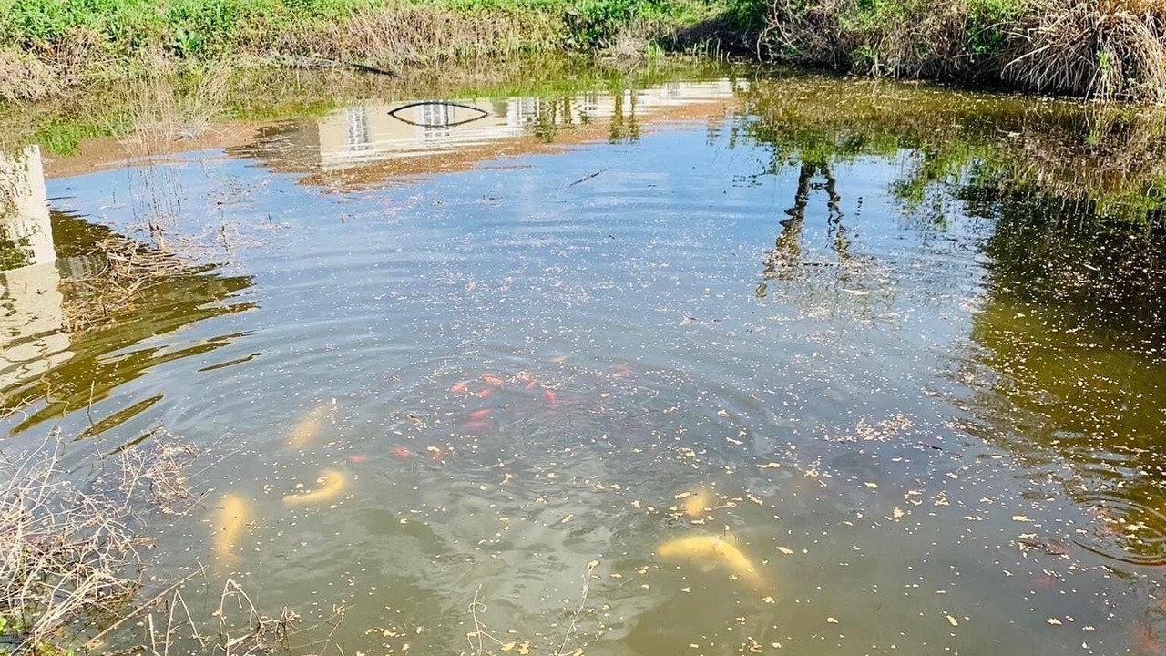 Photo of Others in Astarac Arros en Gascogne