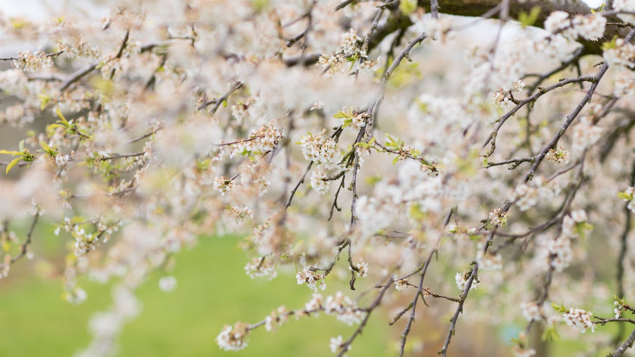 Photo of Others in Ledbury