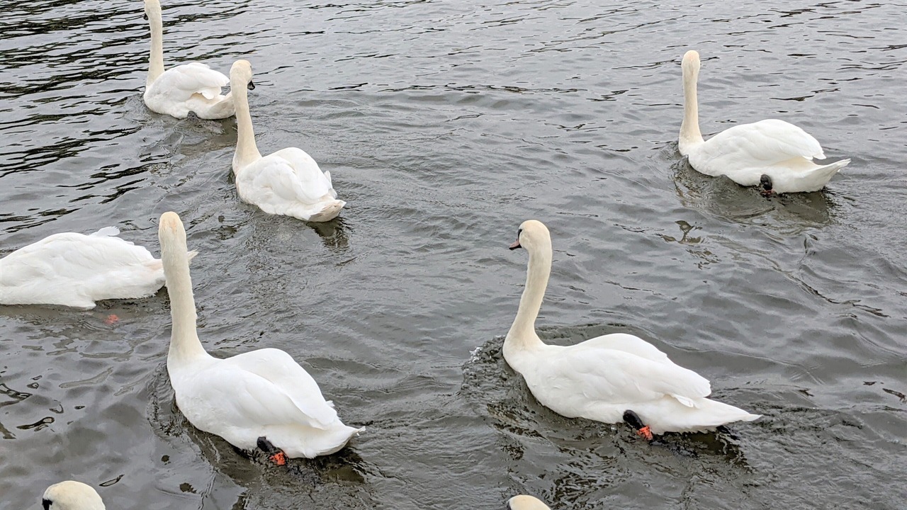 Photo of Others in Ely