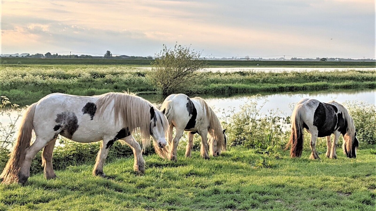 Photo of Others in Ely