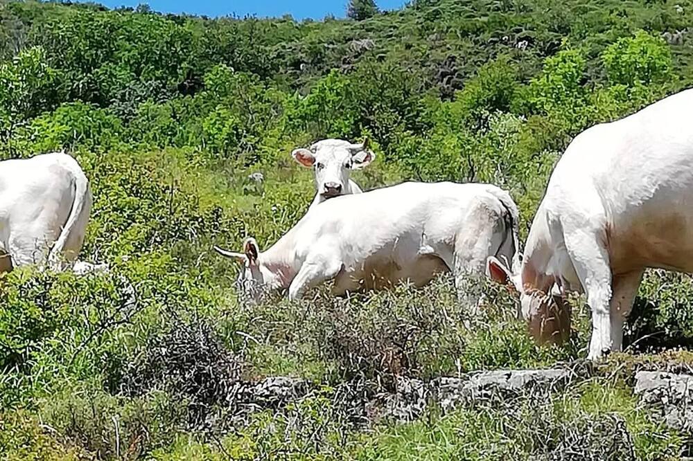 Photo of Others in Gourdon