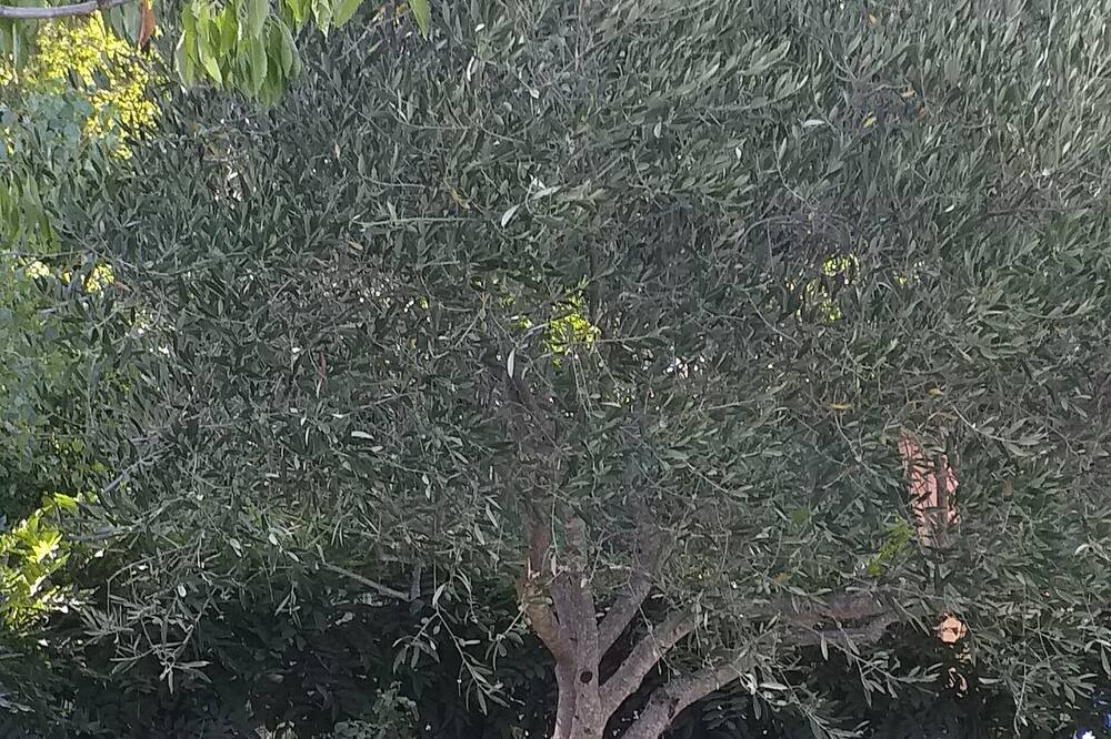 Photo of Outdoor in Salavas