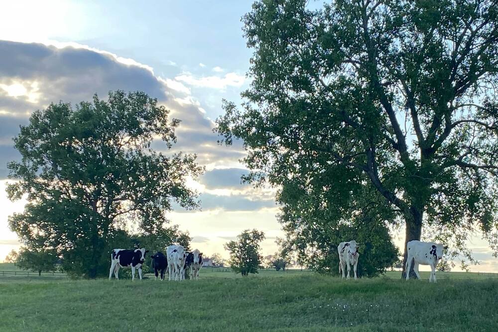 Photo of Others in Morgan Mill