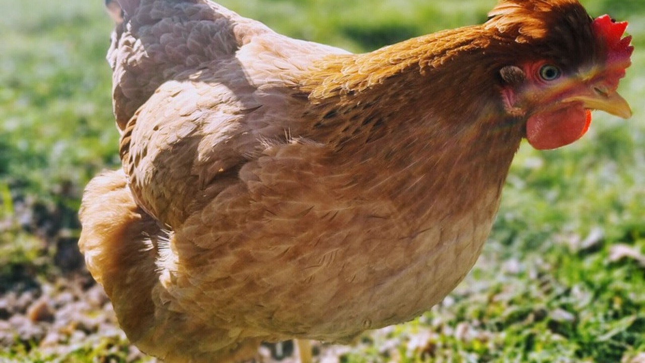 Photo of Others in Chaussy