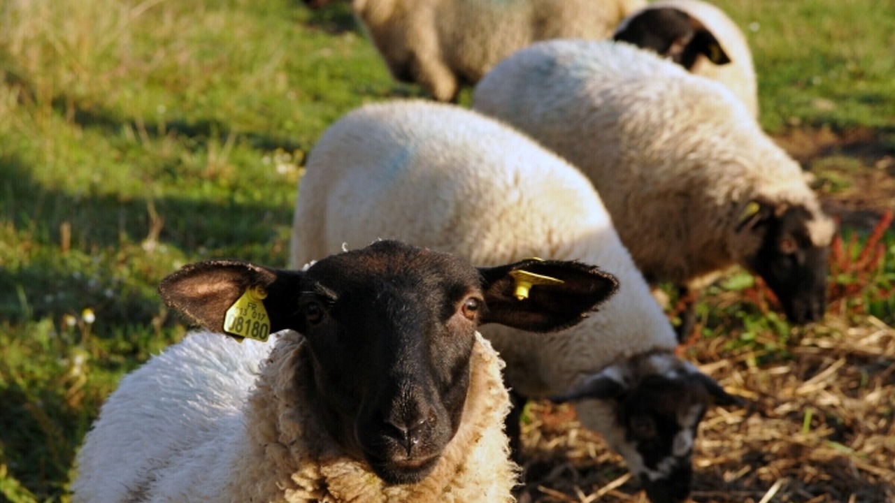 Photo of Others in Chaussy