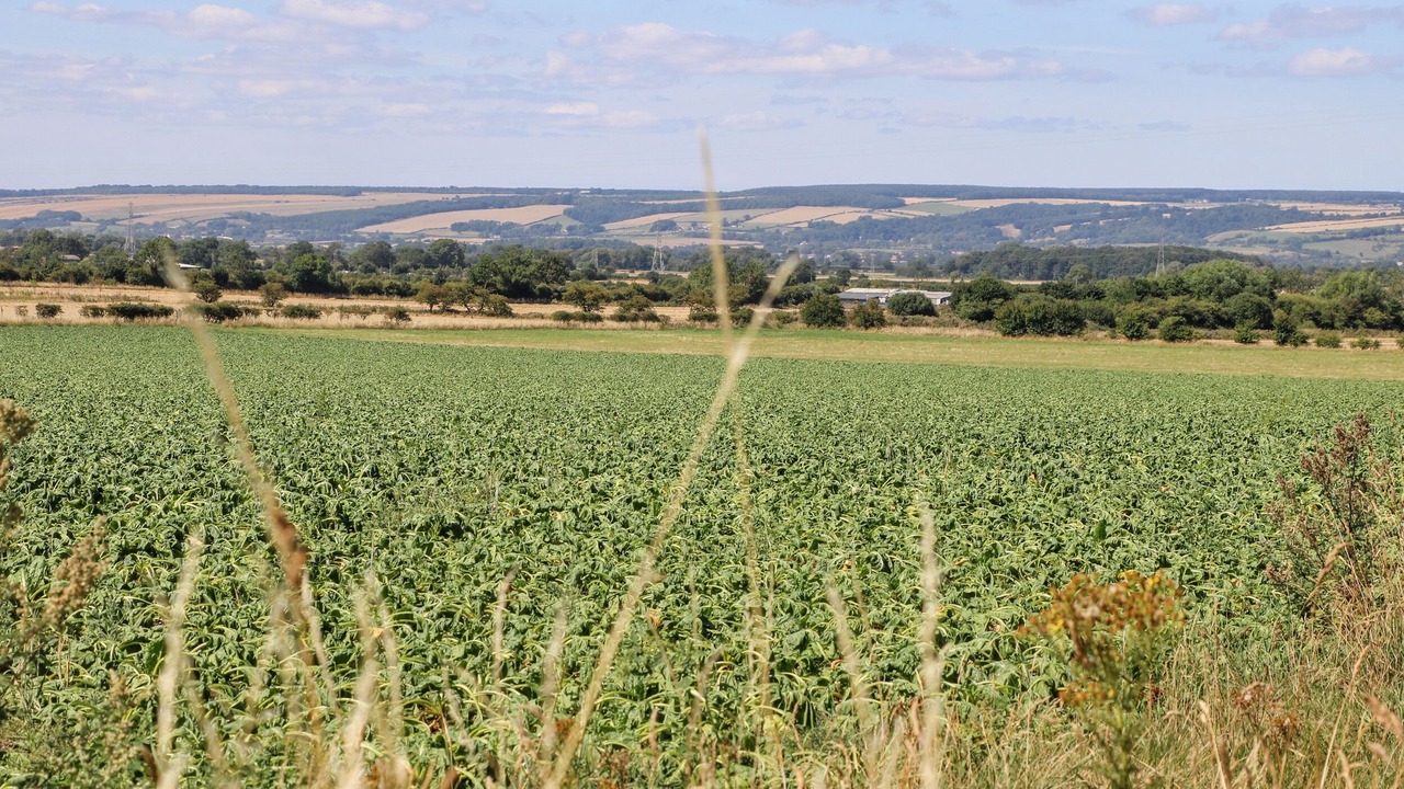 Photo of Others in West Heslerton