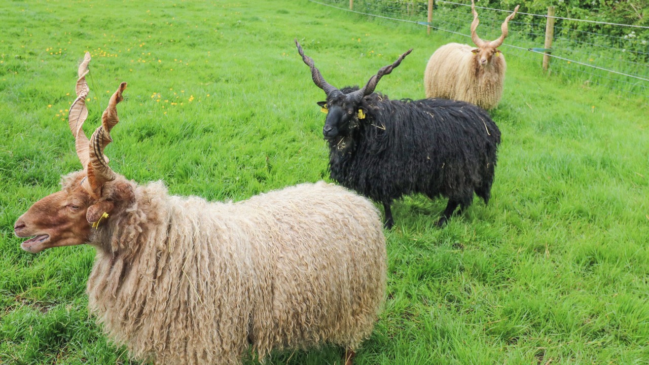 Photo of Others in North Bitchburn