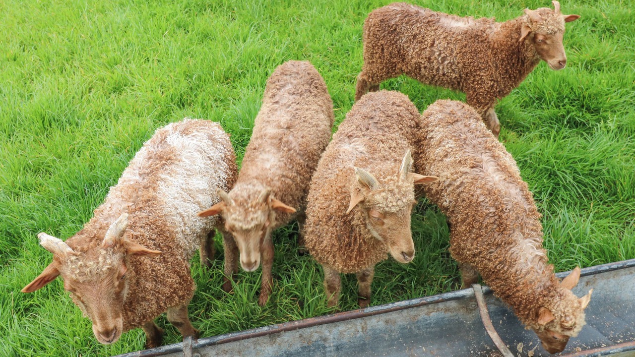 Photo of Others in North Bitchburn