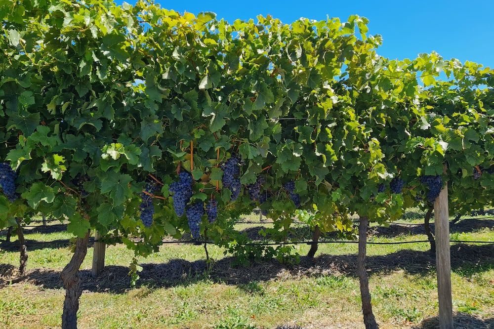 Photo of Outdoor in Clunes