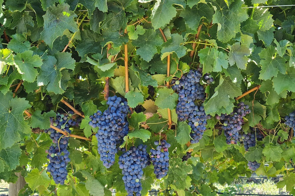 Photo of Outdoor in Clunes