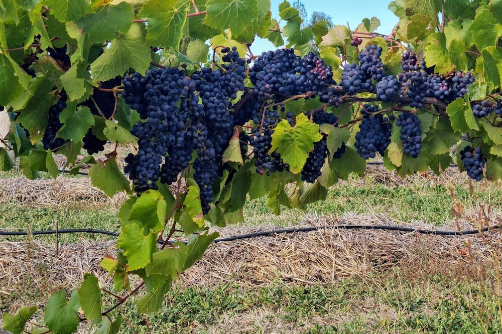 Photo of Outdoor in Clunes