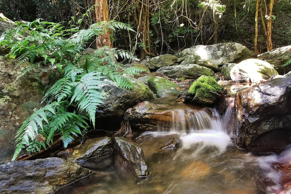 Photo of Others in Kamerunga