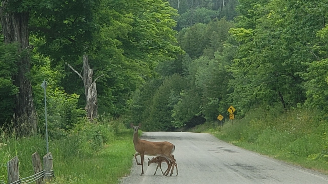 Photo of Outdoor in Sheguiandah