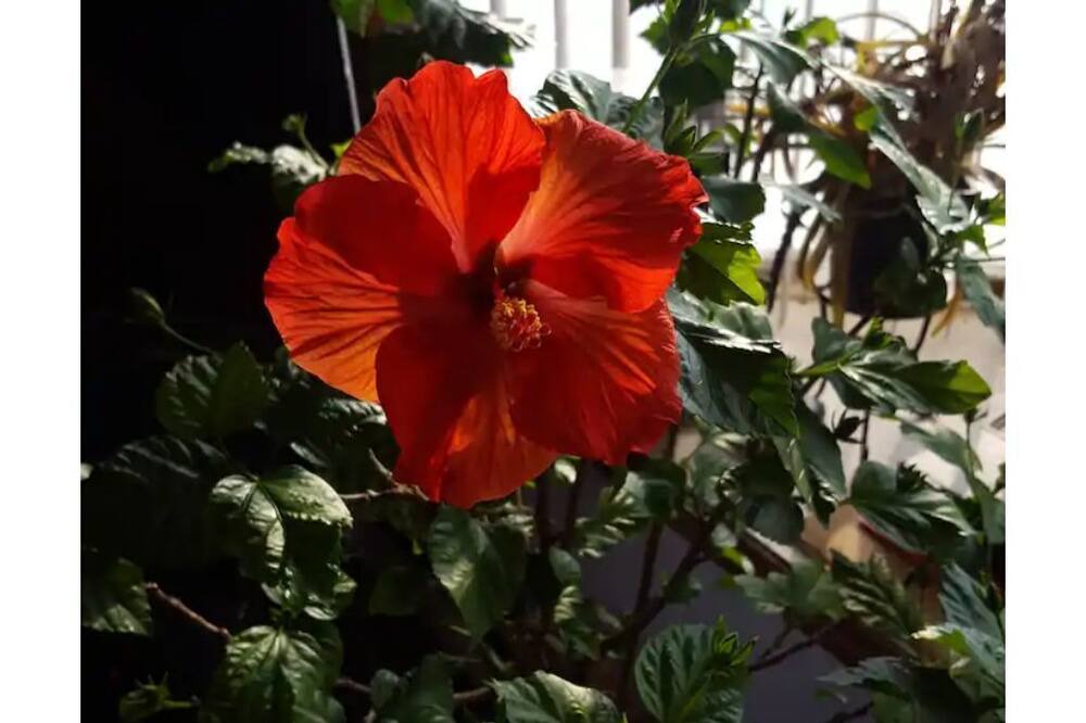 Photo of Outdoor in Gordon Heights