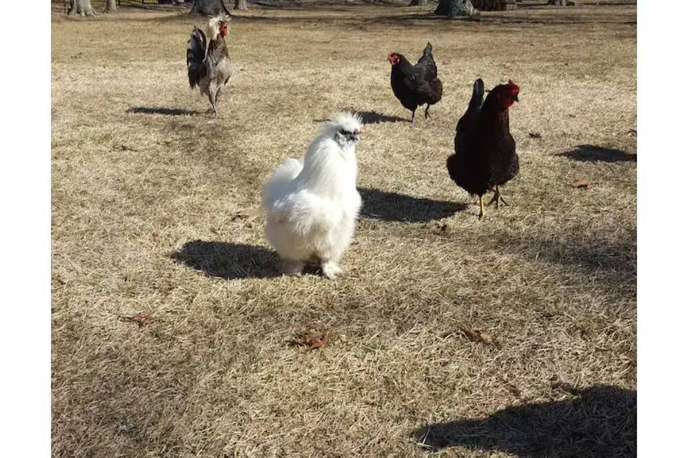 Photo of Others in Gordon Heights