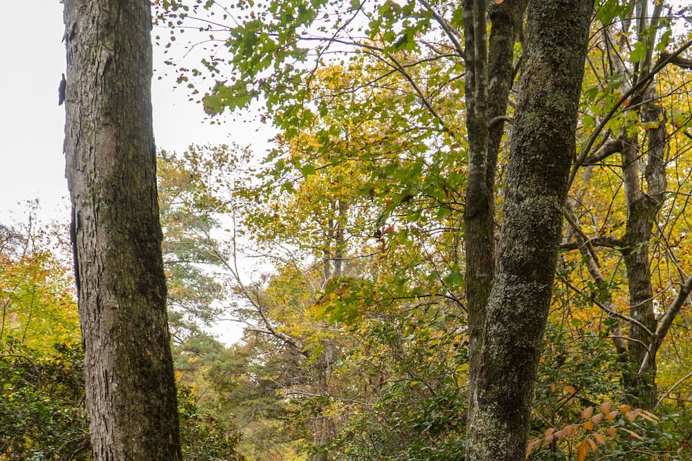 Photo of Outdoor in Mentone