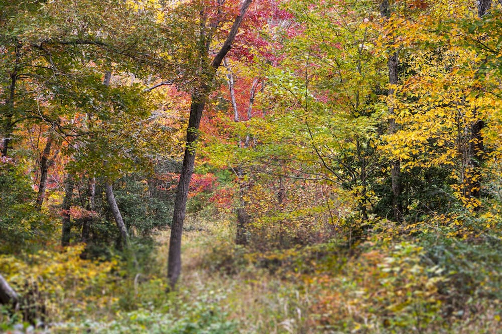Photo of Outdoor in Mentone