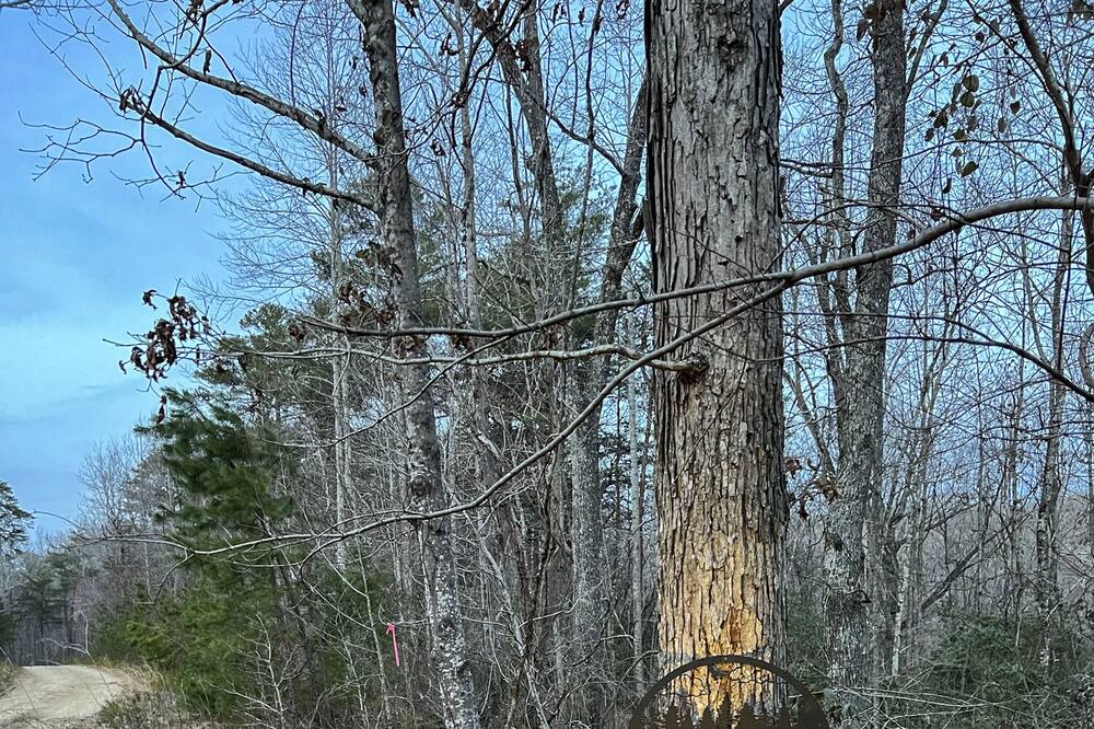 Photo of Outdoor in Mentone