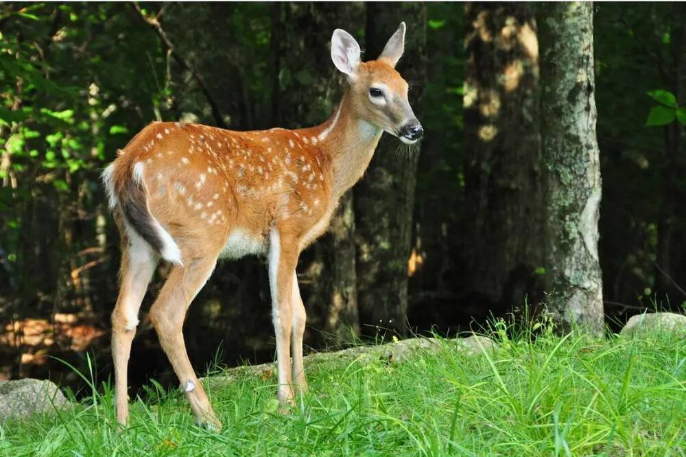 Photo of Others in Beech Mountain