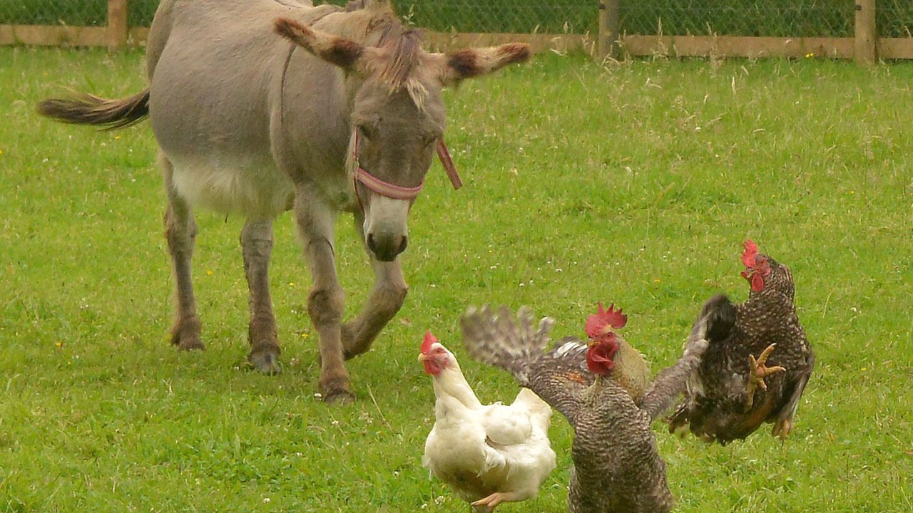 Photo of Outdoor in Gueron