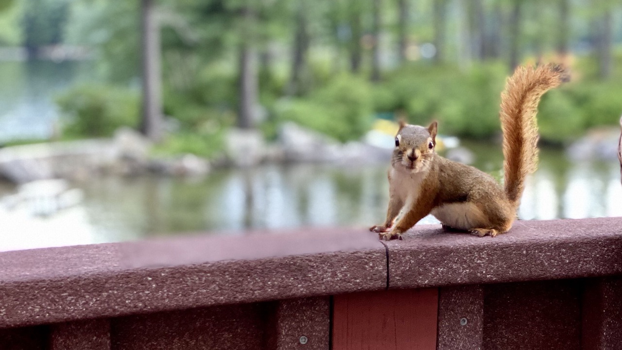 Photo of Others in Belgrade