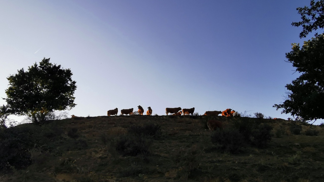 Photo of Others in Plavilla