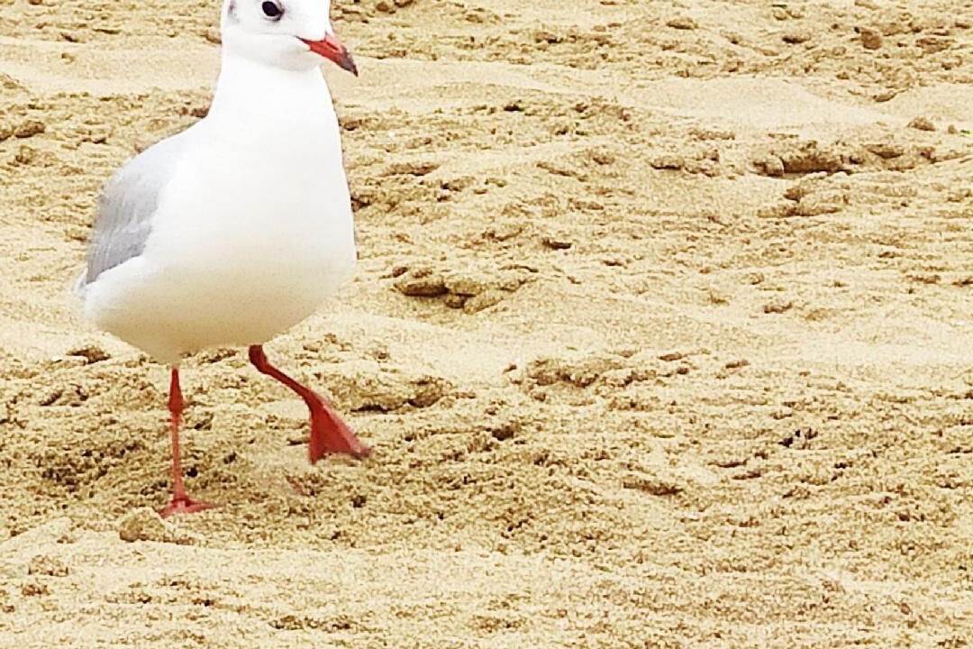 Photo of Others in Villers-sur-Mer