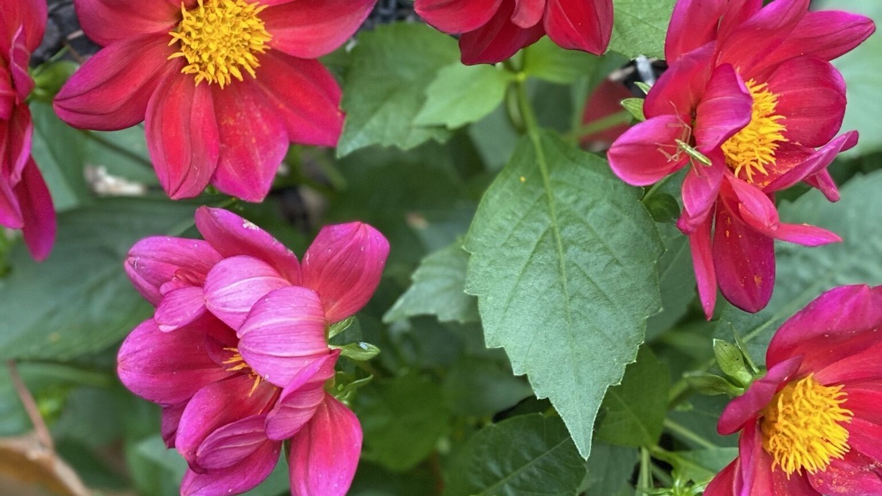 Photo of Others in Port Douglass