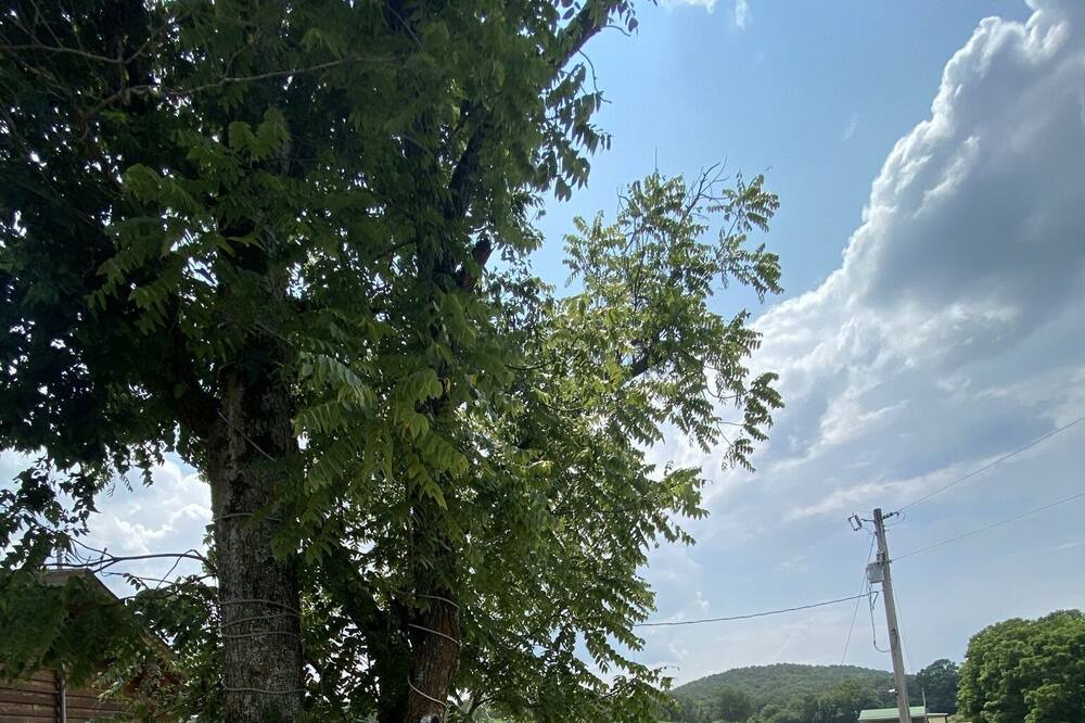 Photo of Outdoor in Hardy
