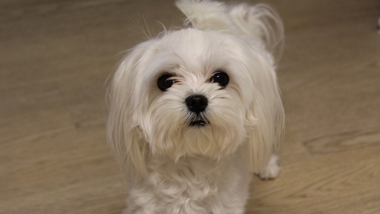 Photo of Others in Whitehall