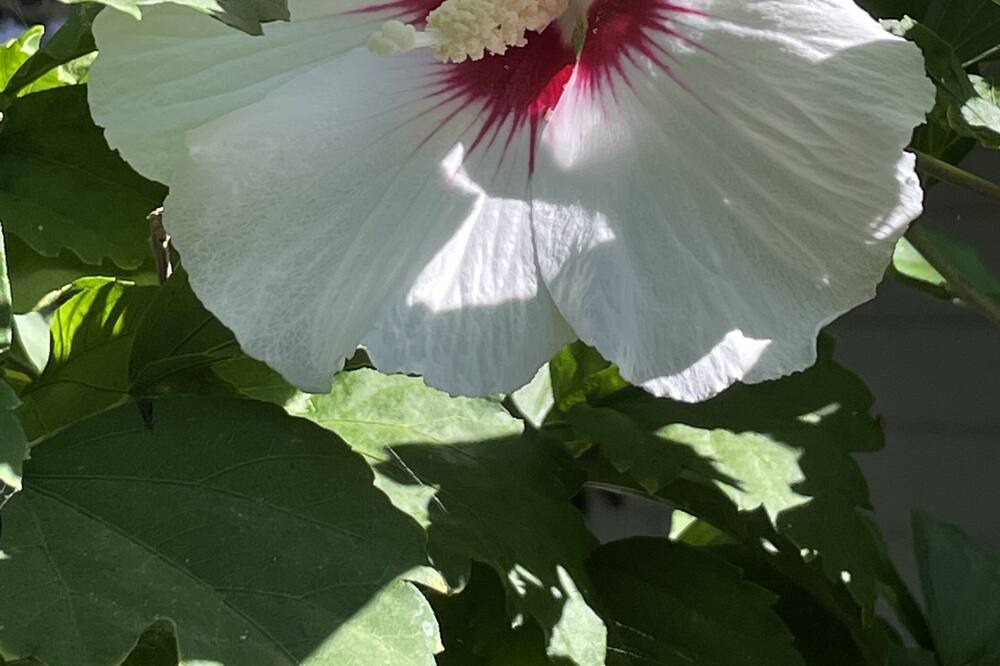 Photo of Outdoor in Benton County