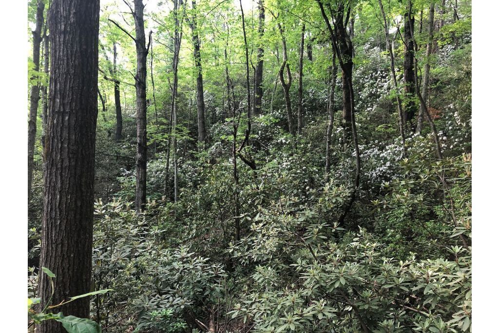 Photo of Outdoor in Cosby