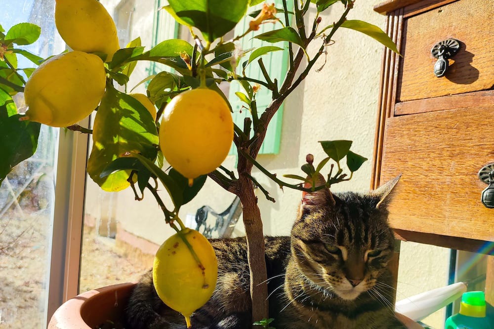 Photo of Others in Saint-Georges-des-Agouts