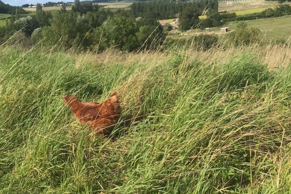 Photo of Others in Saint-Georges-des-Agouts