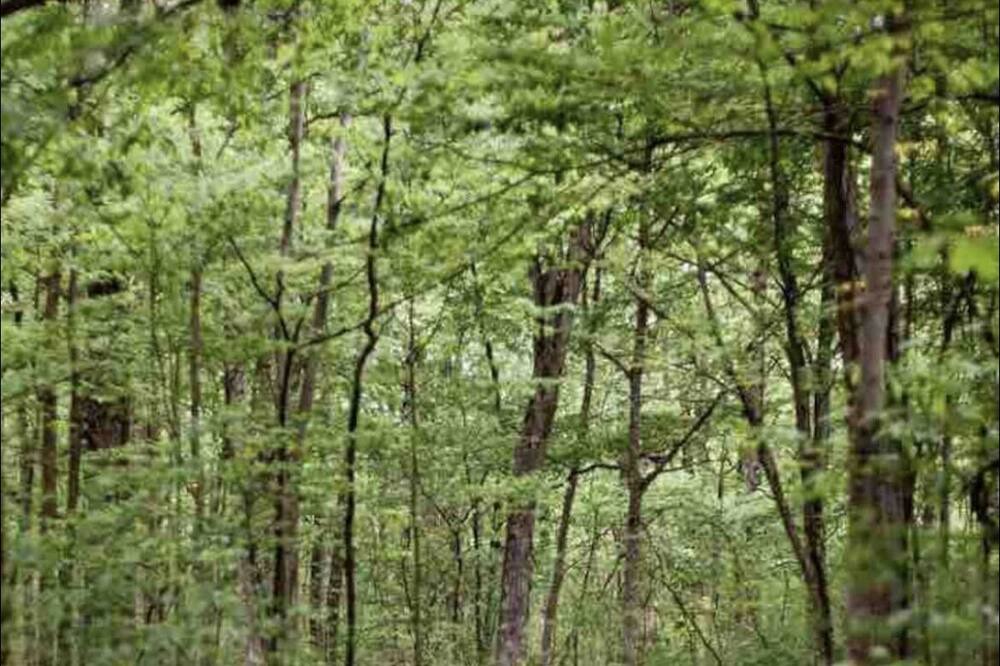 Photo of Outdoor in Hamilton