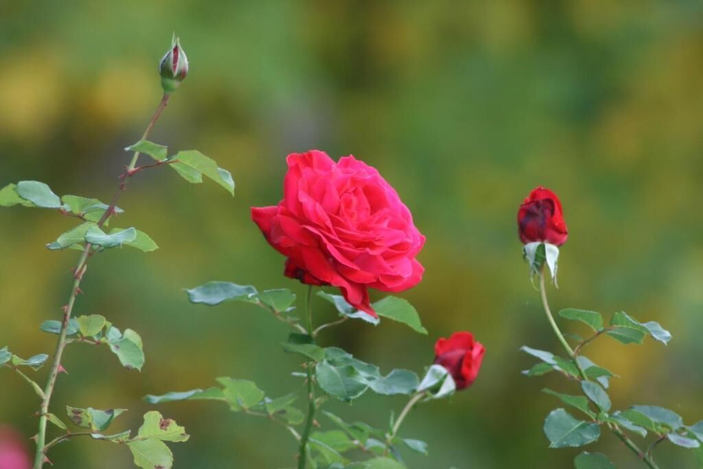 Photo of Others in Vernet-les-Bains