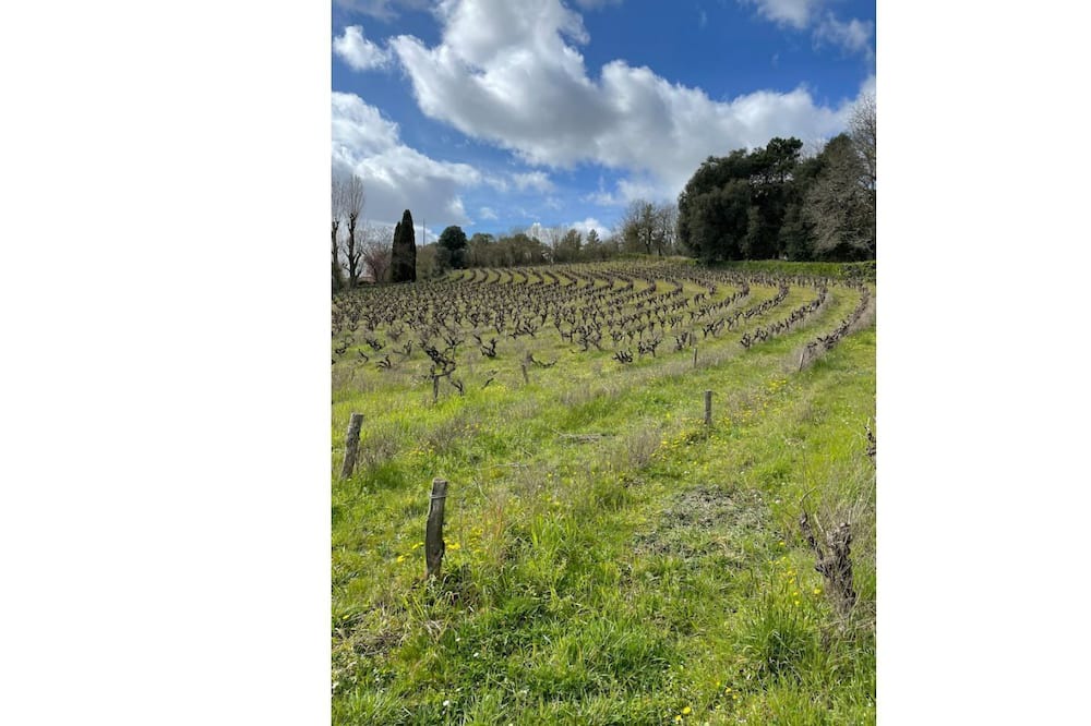 Photo of Others in Le Thoureil